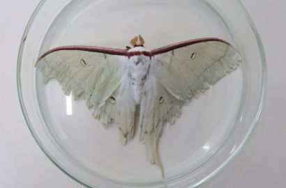 ハグロトンボ①