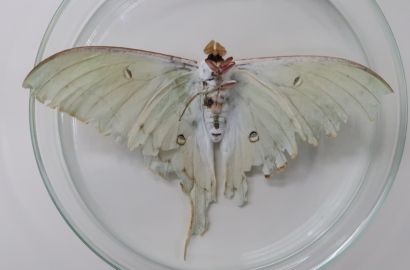 ハグロトンボ②