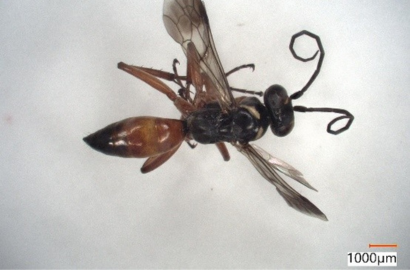 ミイロツメボソクモバチ①