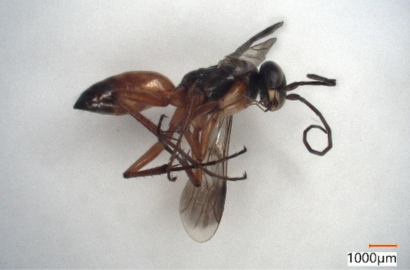 ミイロツメボソクモバチ②