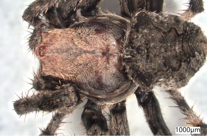 イエオニグモ①