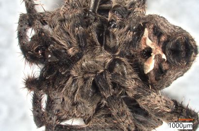 イエオニグモ②