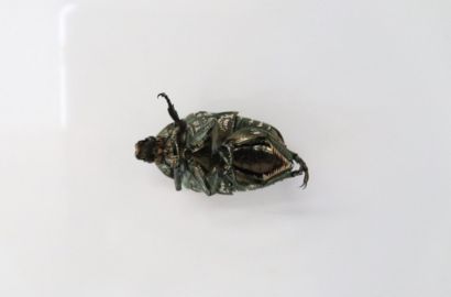 シロテンハナムグリ②