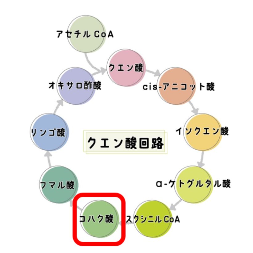 クエン酸回路図