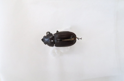 イエオニグモ①