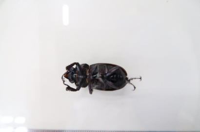 イエオニグモ②