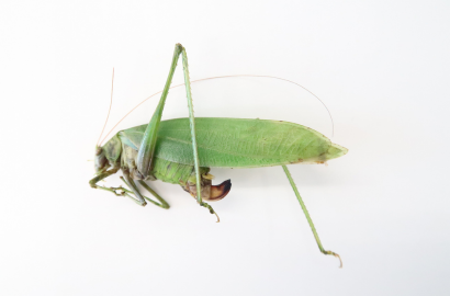 サトクダマキモドキ①