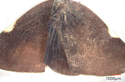 チュウゴクアミガサハゴロモ①