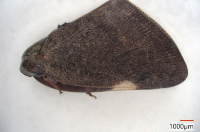 チュウゴクアミガサハゴロモ②