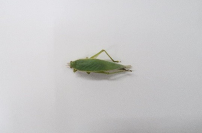 アオマツムシ①