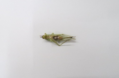 アオマツムシ②