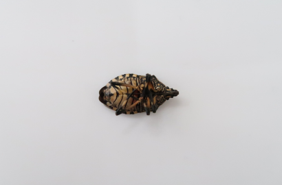 キマダラカメムシ②