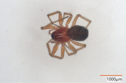 ニセアカムネグモ①