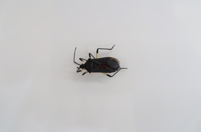 キバラヘリカメムシ①