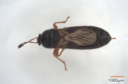 コバネナガカメムシ①