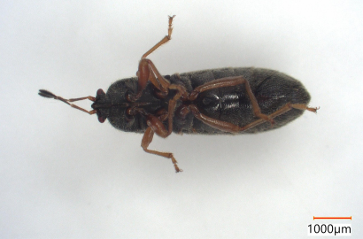 コバネナガカメムシ②