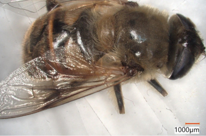 ナミハナアブ①