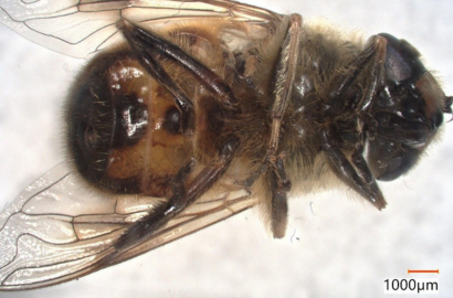 ナミハナアブ②