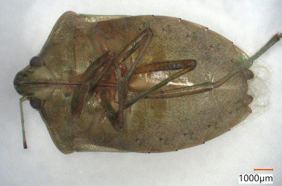 ミナミアオカメムシ②