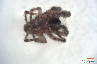 ズグロオニグモ②