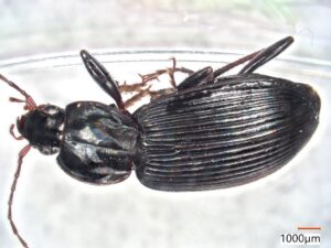 オオクロツヤヒラタゴミムシ