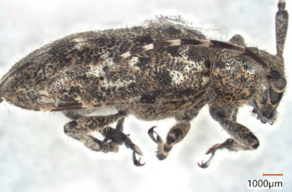 サビカミキリ①