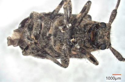 サビカミキリ②