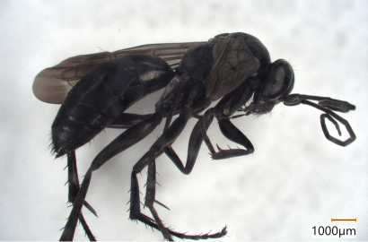 ハナナガヒメクモバチ①