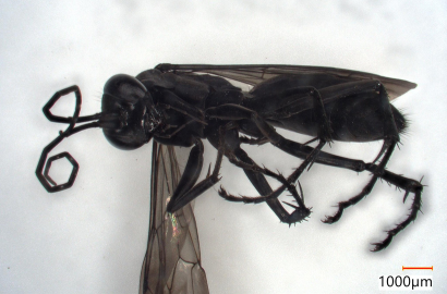 ハナナガヒメクモバチ②