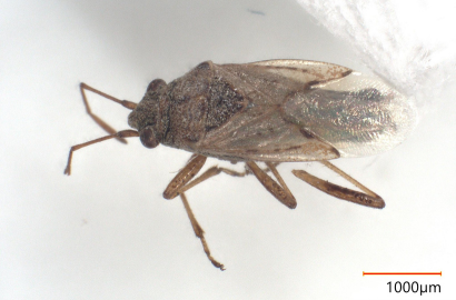 ヒメナガカメムシ①