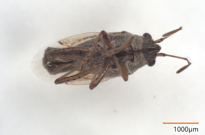 ヒメナガカメムシ②