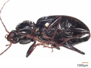 オオクロツヤヒラタゴミムシ