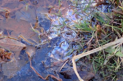 鉄細菌由来の膜